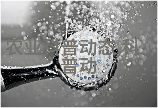 10公分法桐最新价格你知道吗