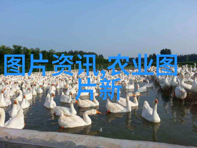 免耕播种机我的农业新伙伴