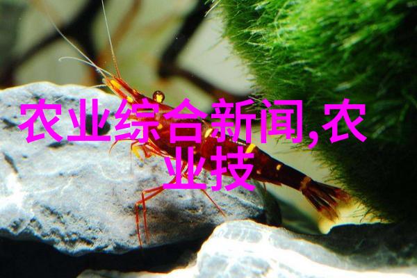 主题我带你去发现那些不常见的水果