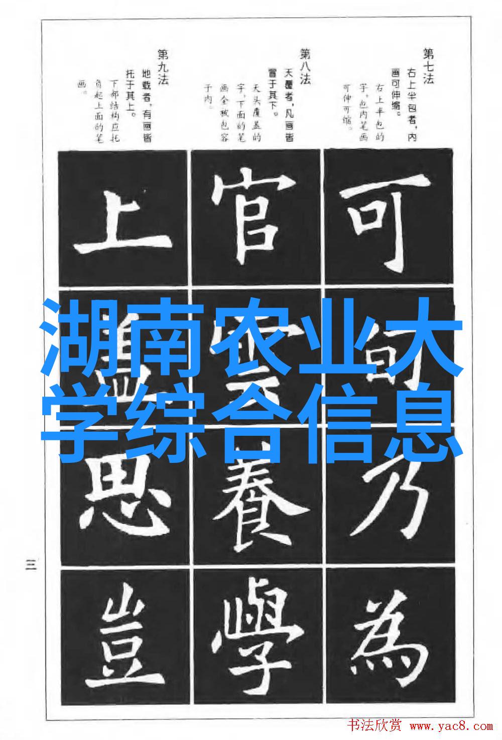 15公分乌桕的市场价格绿意盎然的花卉艺术品