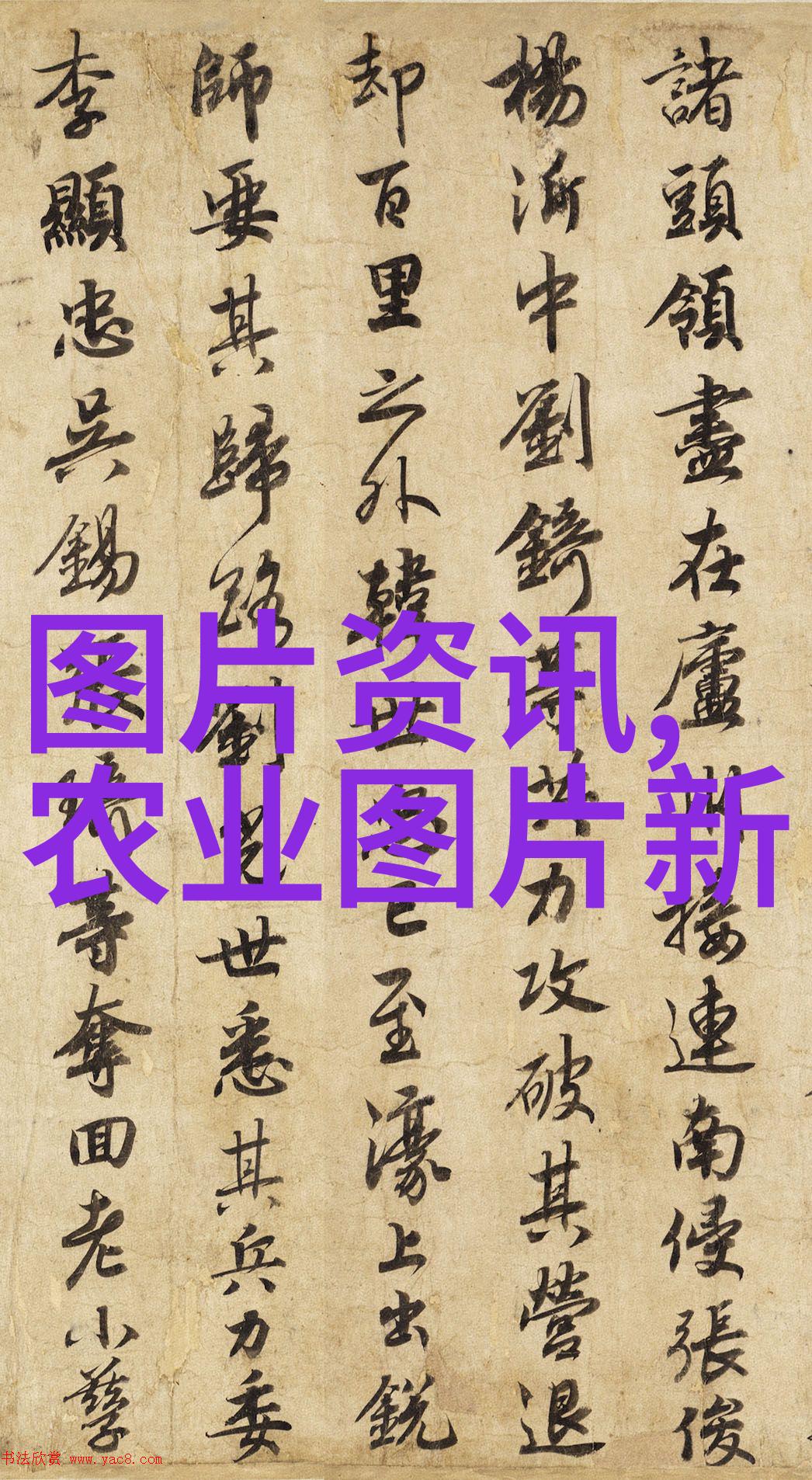 香菇价格行情市场动态与采购指南