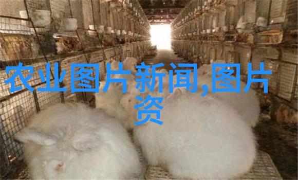 秋日阳台果园选择适合秋季种植的水果