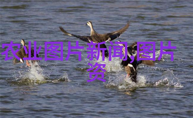 健康与美观兼备让这些3060岁人群喜爱的5000元以下家庭装饰品带来温馨氛围提升生活质量