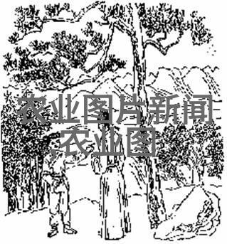 守护森林育英才东北林业大学的教育理念