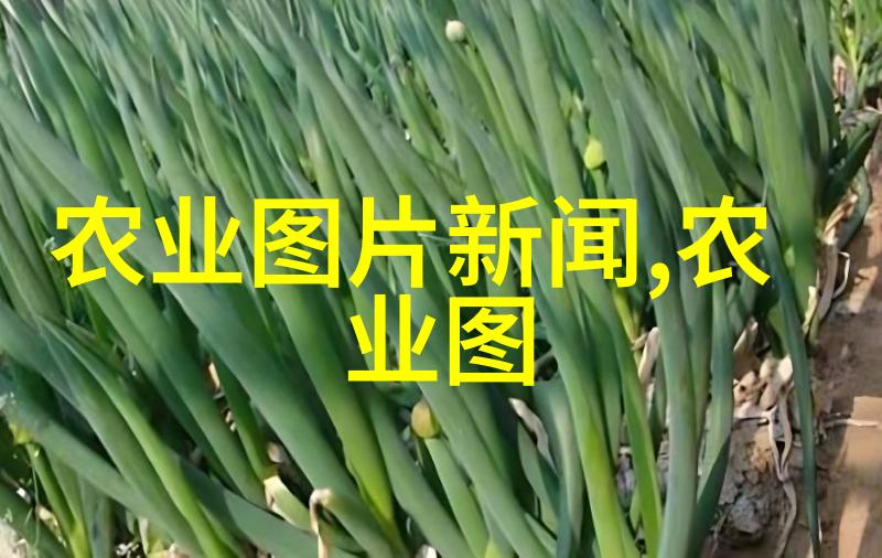花钱不亏选对这十种花树让家园增添价值