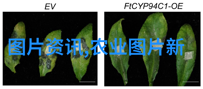 绿萝扔了鬼就走了吗绿萝在游戏中是否会因为遇到鬼而离开场景的讨论