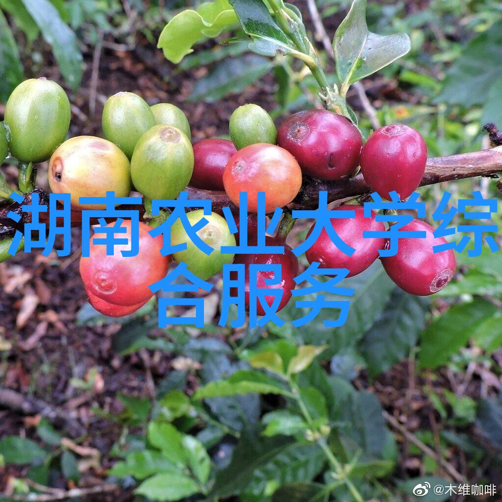 朝天椒种植收益高效栽培技术让1亩地一年收入丰厚
