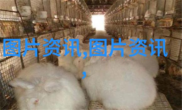 我与银杏树的故事岁月静好我的银杏树朋友