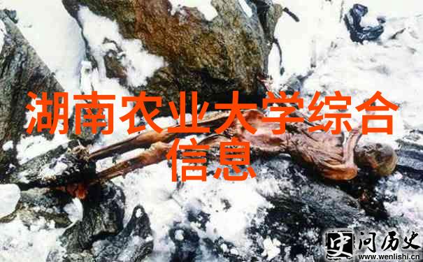 农田废弃物收集设备高效打捆机