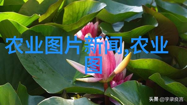 探秘茶叶世界揭秘多样化的茶种类