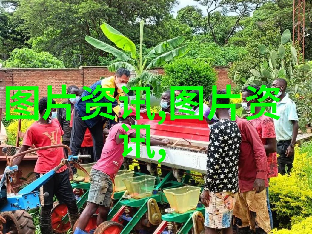 15公分乌桕守望者松林村红枫湖畔的守护者