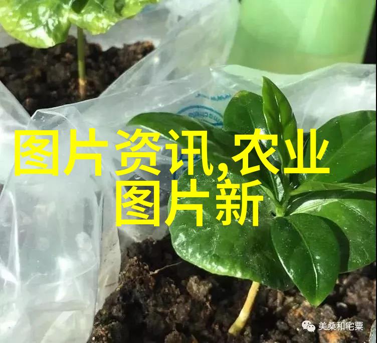 精选全球名贵水果之旅品味高端香甜