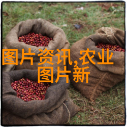 冬季蔬菜种植技巧总结