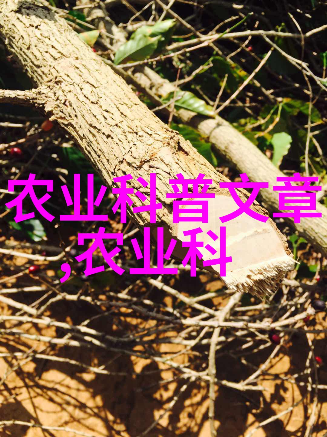 品鉴名种茶叶揭秘其功效与健康作用