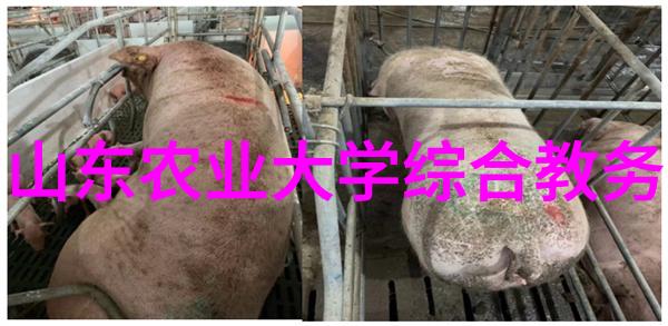 阳台上的无需授粉植物选择指南