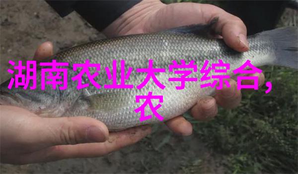 大棚菜新式大棚中旱地油菜籽的单产又高又稳您知道它们的单产多少吗