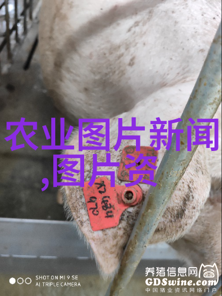 探索草药名称3000种背后的文化秘密我们能发现什么