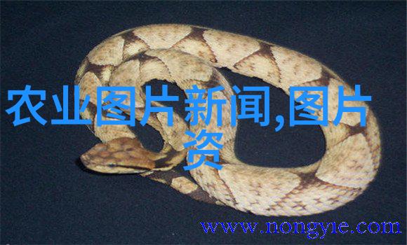 10种最旺家的绿植室内美化的秘诀