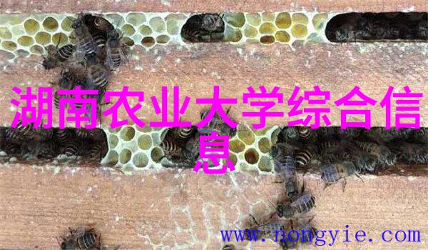 翱翔蓝天极飞无人机的奇迹之旅