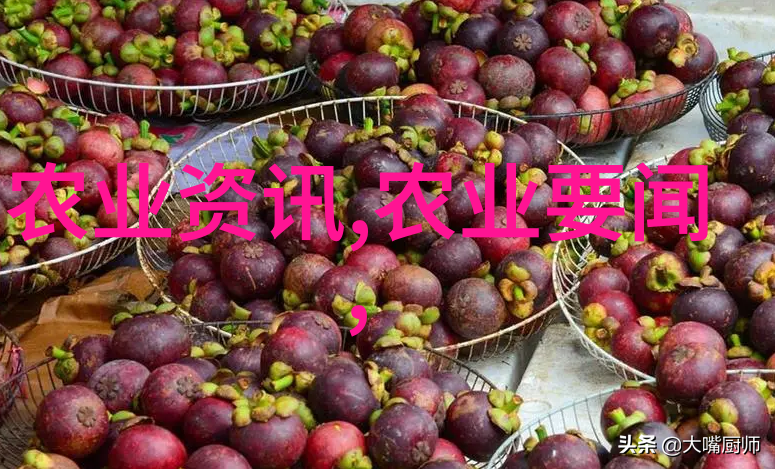 社会热议妃子笑荔枝新品上市引领水果资讯潮流