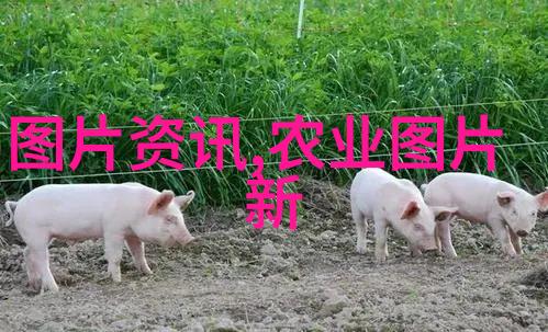 如何辨认新鲜的欧洲菊苣以及选择时应注意什么问题