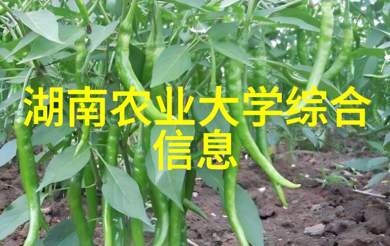 社会中金线莲种子的价格如何花椒树能长到多大