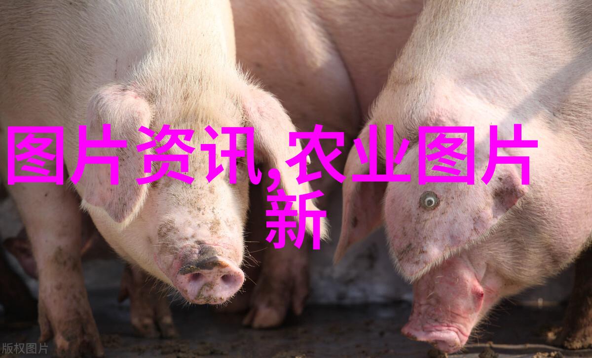 艺术灵感如何从自然界中汲取灵感创作以芸薹为主题的作品