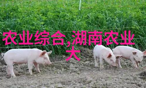 花卉种子播种方法我是如何把花园变绿的