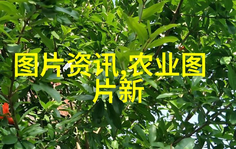 番茄的历史文化与现代应用