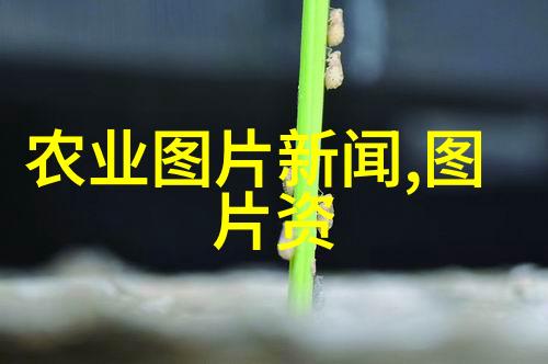 火焰中的舞者红美人的传说与魅力