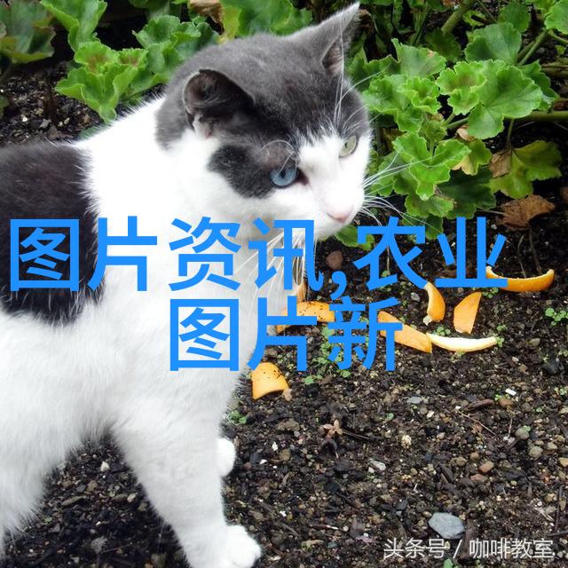湖北省猕猴桃品种综合评价暨产业发展研讨会在武汉召开邀请了农业学术交流的智慧之光宜昌市农业科学研究院作