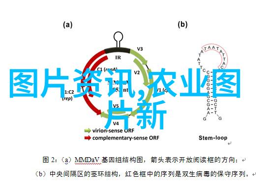 藥用植物學中的速成之选一年的藥材秘密