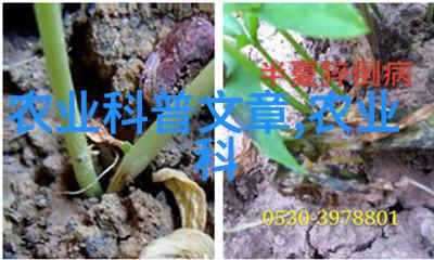 园艺花卉种植技术精彩揭秘与实用指南