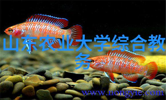 巨力穿梭液压破碎锤的无声征途