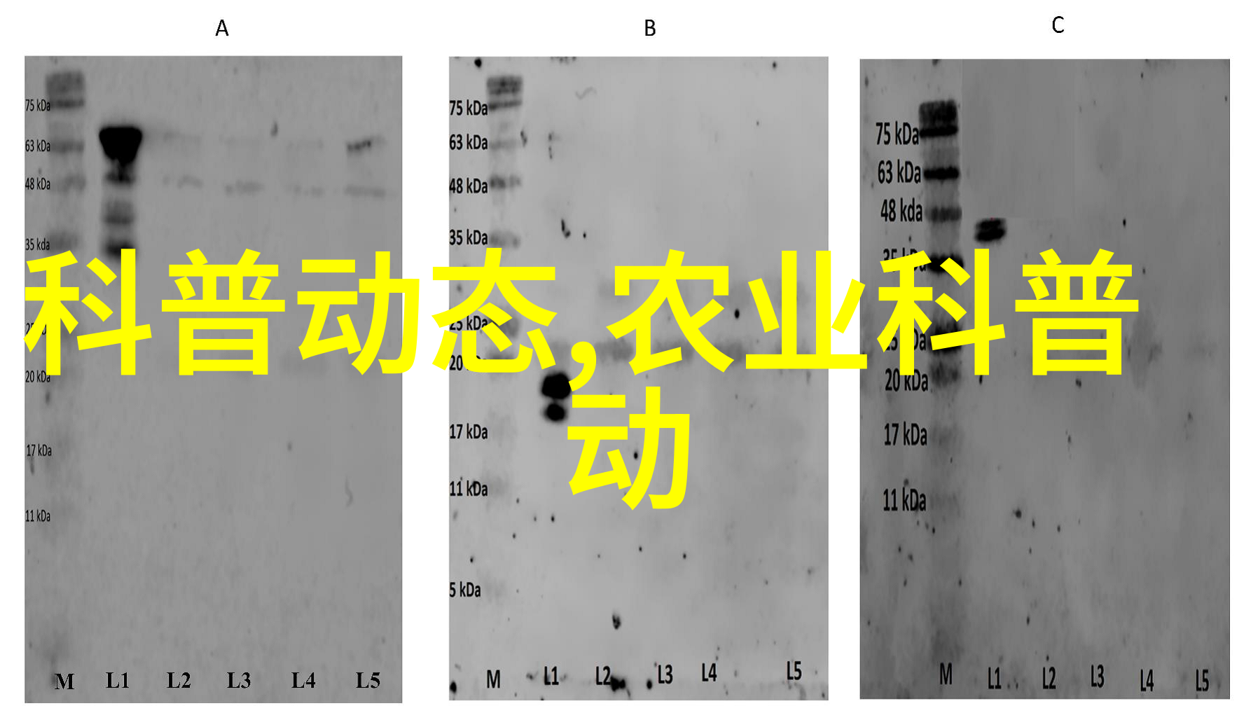海滩上的惊喜一场寻找扇贝的冒险