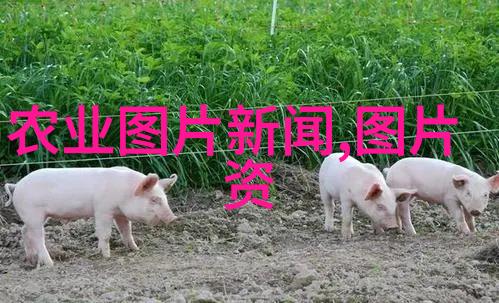 苗木网都有哪些我来告诉你它们的秘密