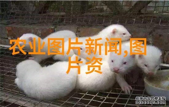 农业种植专家咨询-绿茵滋养解锁高效种植技巧的秘密