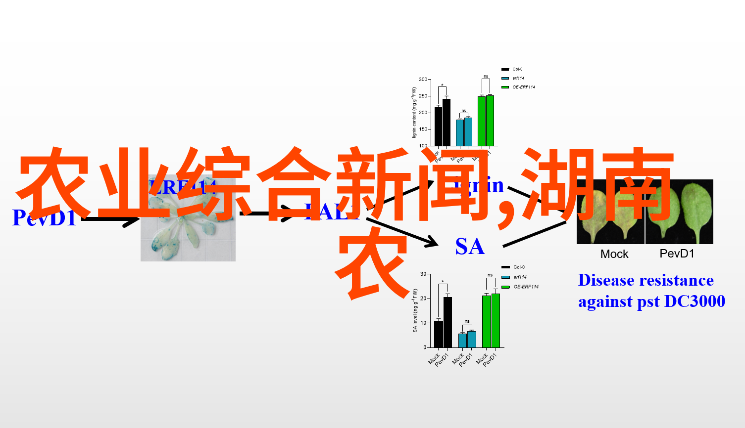 自然探索-绘图世界种子之美各种种子的图片和名字