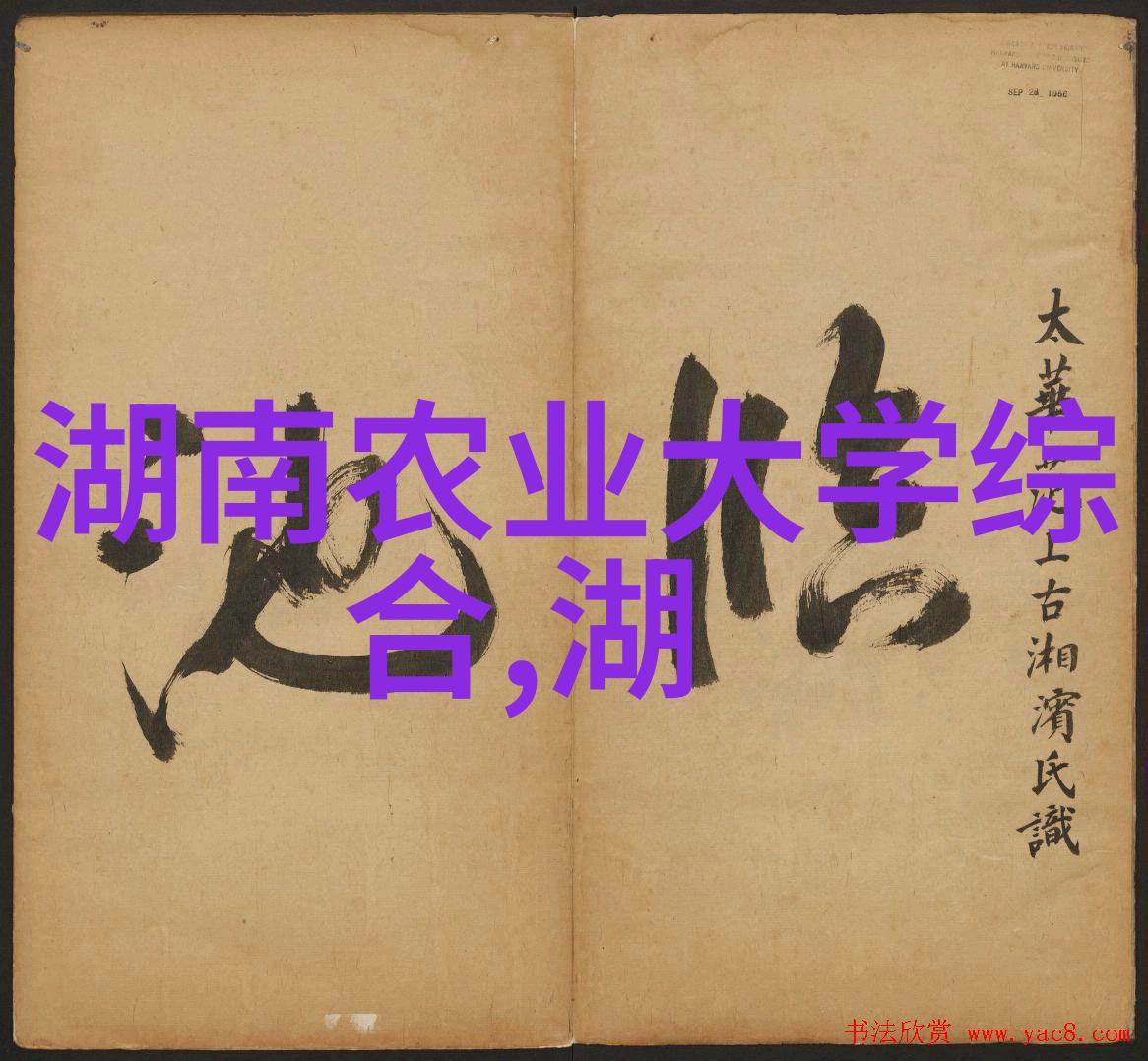 直径60公分广玉兰种植成本计算方法