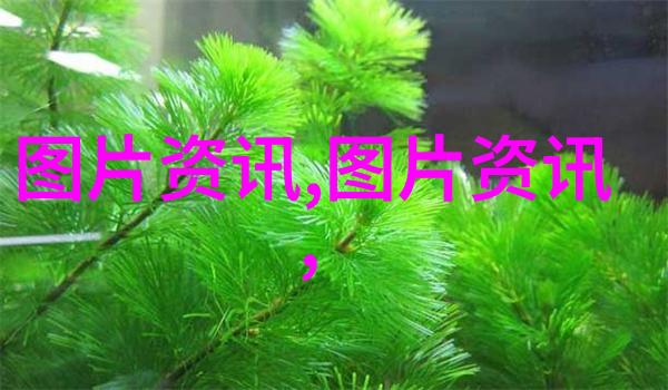 珍稀药材大汇一斤四宝值40万的中药奇迹