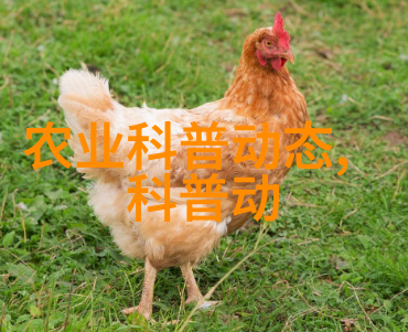 芒果花在什么时候开放