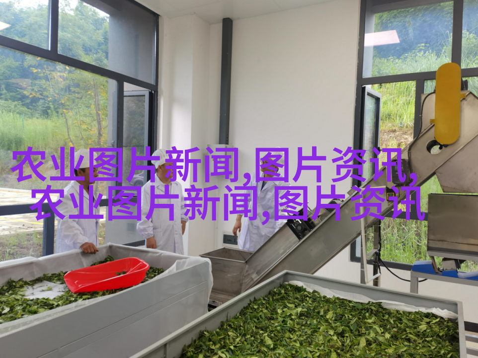 秘鲁芋头提取物花园