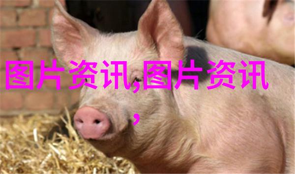 智慧喂养生料正确引领高效饲养
