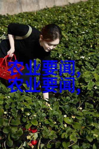 香菇价格波动市场供需的微妙游戏