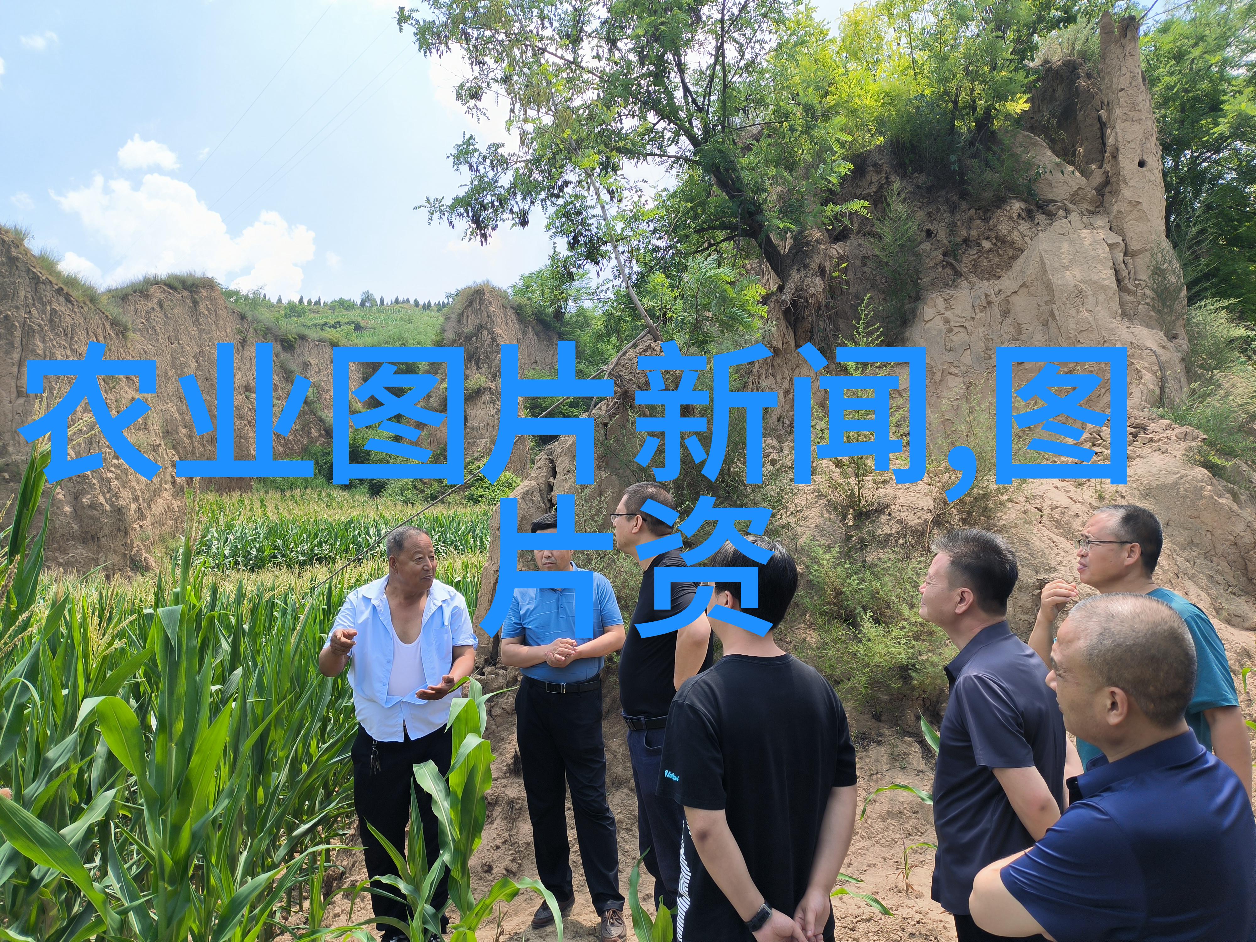 桂花有没有什么特别的意义或者功效啊