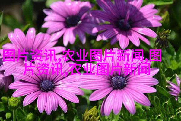 从野生到驯化演变的一个例证