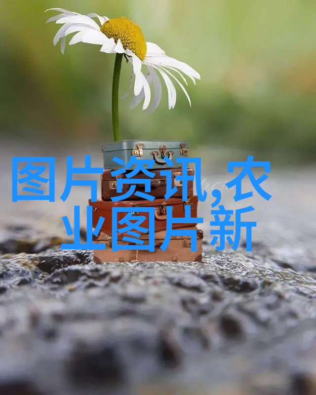 自然风光-探寻野生金线莲的美镜头下的珍贵瞬间