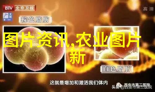 粮油作物种植我来告诉你如何在小院子里也能种出自己吃的米和油