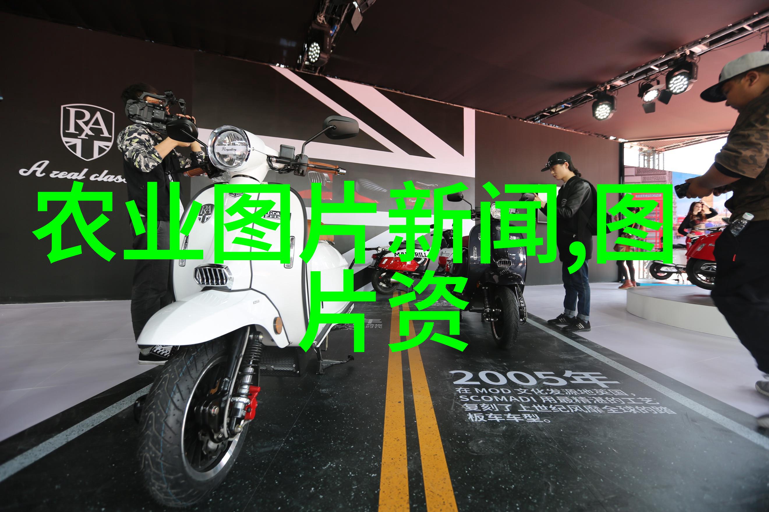 牧场上的悠扬牛羊的和谐共舞